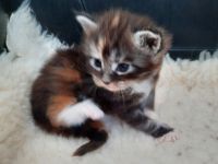 XXL Maine Coon Prinzessin in black tortie