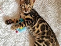 Lady Luna - exklusive reinrassige Bengalkatze sucht Zuhause!