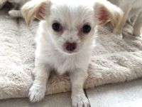 Unser kleiner Bailey sucht Traumfamilie