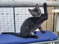 Außergewöhnliches Black Charcoal Bengal Kitten (w) mit Champion Vater - abgabebereit