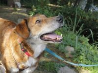 Marius ist ein Gute-Laune-Hund