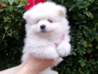 Reinrassige Pomeranian