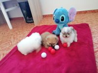 Reinrassige Pomeranian