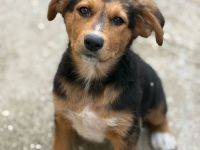 Riley- verspielte, süsse Hündin sucht ihr Für-Immer Zuhause🩷🐶