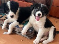 Welpengeschwister- Süße Welpen suchen ihre Menschen🫂🐶