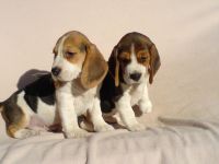 Beagle Welpen tricolor