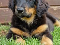 Hovawartwelpen / Hovawart 2 Rüden+1 Hündinnen