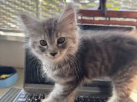 🐾 Maine Coon-Mix Kitten – zwei verschmuste Katzenmädchen suchen ein liebevolles Zuhause 🐾