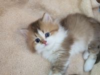 Britisch Kurzhaar und Britisch Langhaar Kitten