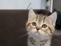 Zuckersüße BKH-Kitten abzugeben ? geboren am 01.04.2025