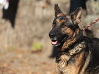 Tino - sucht  Menschen die Schäferhund "können "