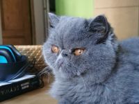 Exotic Shorthair Dame abzugeben