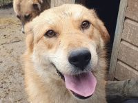 Naemi, lebensfreudige junge Hundedame mit großem Wunsch nach Zuneigung und Nähe, 2 Jahre, 53 cm