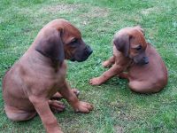Rhodesian Ridgeback Welpen