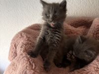 Maine coon kitten Abgabe bereit mit Gesundheitszeugnis