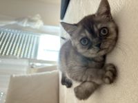 Bkh katze zu verkaufen