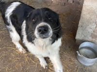 Ellis- Hündin mit Herz, Charme und viel Energie sucht ihr Happy End🥰🐶