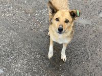 Cinderella - wartet geduldig auf ihr Happy End🍀❤️