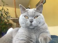 BKH Deckkater, reinrassig