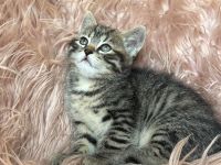 Sibirische Waldkatze/Neva Maskerade Kitten weiblich