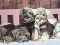 Zwergschnauzer Pfeffer und Salz, FCI-Stammbaum