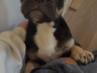 Französische bulldogge
