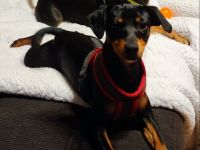 Immer die letzten- Pinscher Welpen – süße Racker suchen ein Zuhause! ✨