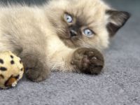 Süße BKH babykatzen