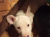 Alternativ French Bulldog/French Bulli