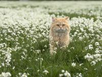 Deckkater verfügbar – Britisch Langhaar, 3 Jahre alt