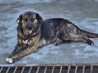 Vin Diesel, 2 Jahre alt, freundlichm Menschen bezogen, möchte in seinem Zuhause ankommen