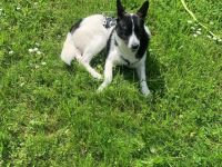 Heidi sucht ein zu hause