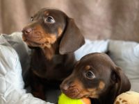 Zwergdackel Welpen