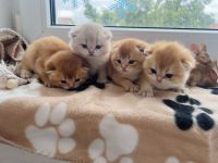 Reinrassige Britisch Kurzhaar Kitten von Champion Eltern