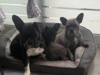 Französische Bulldogge Hündinnen