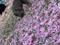 Französische Bulldogge