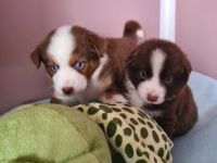 2 Süße Miniatur Australien Shepherd Welpen