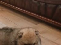 Zwergspitz(pomeranja)