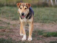 Zarte Hundeseele Donna sucht Geborgenheit