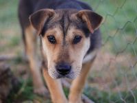 Zarte Hundeseele Donna sucht Geborgenheit