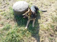 echter Deutscher Schäferhundwelpe