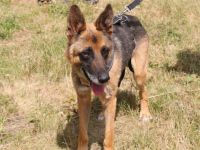 Gnadenplatz für rüstigen Rentner Dorian