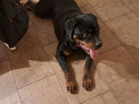 Junger Rottweiler abzugeben