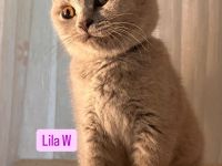 BKH Kitten Abholbereit