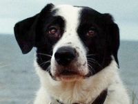 Speckbert, geb. ca. 02/2021, lebt bei einer Familie in 58636 Iserlohn