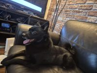 Mittelspitz-Mischling