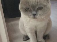 Zwei  Hauskatzen suchen neue zu Hause