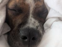 Bulldog Mix Hündin in gute Hände abzugeben