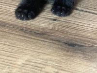 2 süße schwarze katzenmädchen suchen bald Zuhause