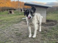 Aufgeschlossene Allegra sucht liebevolles Zuhause